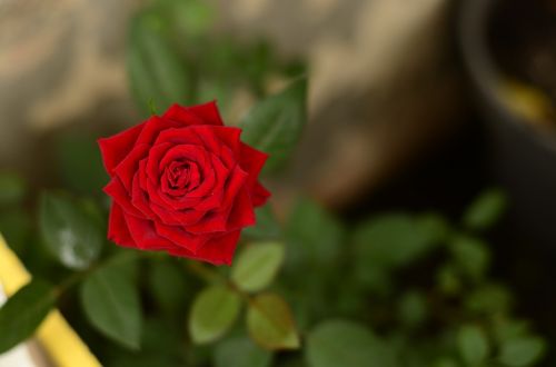 Raudona Roze, Gėlės, Blur, Gamta