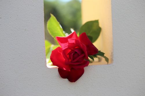 Raudona Rožė Ant Tvoros Lango, Meilės Simbolis, Tradicinis, Apšvietimas, Šviežias, Gėlė