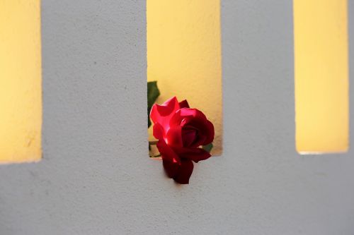 Raudona Rožė Ant Tvoros Lango, Meilės Simbolis, Apšvietimas, Šviežias, Gėlė, Tradicinis