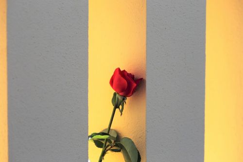 Raudona Rožė Ant Tvoros Lango, Romantiškas, Tradicinis, Šviežias, Gėlė, Apdaila