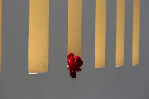Raudona Rožė Ant Tvoros Lango, Apšvietimas, Šviežias, Gėlė, Romantiškas, Tradicinis