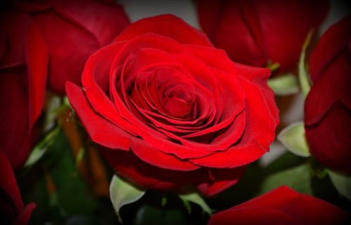 Rožės,  Gėlės,  Raudona,  Romantiškas,  Meilė,  Dovanos,  Gražus,  Raudonos Rožės