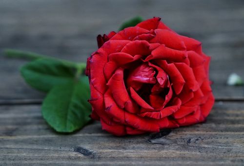 Raudonos Rožės, Gėlė, Meilė, Romantika
