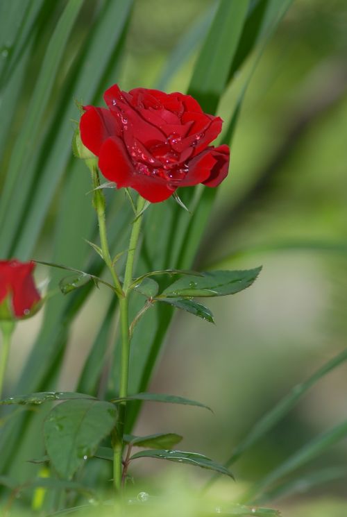 Raudonos Rožės, Laukiniai, Gėlės