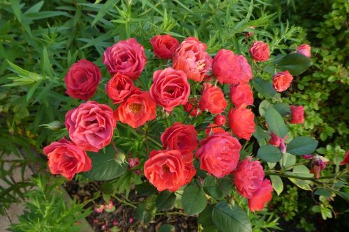 Raudonos Rožės, Krūmų Rožės, Gėlės, Sodas