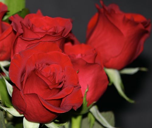 Raudonos Rožės, Rosebud, Gėlės, Aromatingas, Kvepalai, Graži
