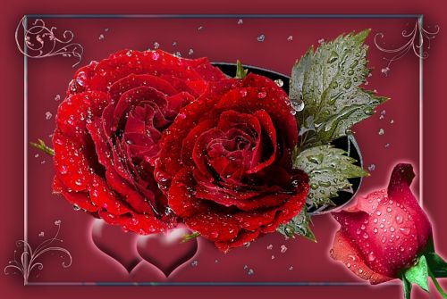 Raudonos Rožės, Rosebud, Širdis, Romantiškas, Rožės, Gamta, Gėlės, Linda, Raudona