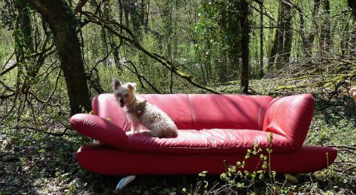 Raudona Sofa, Miškas, Natiurmortas