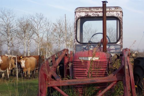 Traktorius,  Farmaul,  1940,  Raudona,  Galvijai,  Karvės,  Ūkis,  Šalis,  Kaimas,  Raudonasis Traktorius & Amp,  Galvijai
