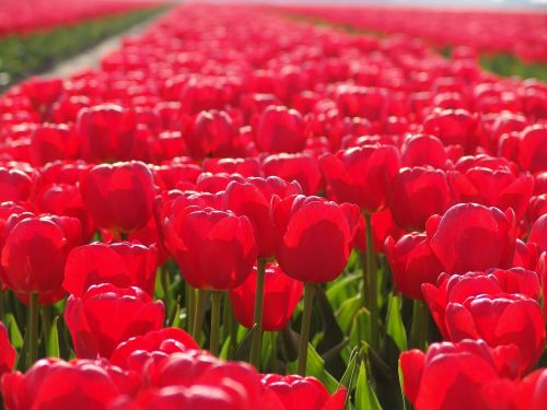 Raudona Tulpė, Gėlė, Tulpė, Nyderlandai, Tulpės, Gėlės, Holland, Olandų Kraštovaizdis, Gamta, Lemputė, Spalvos, Spalvos