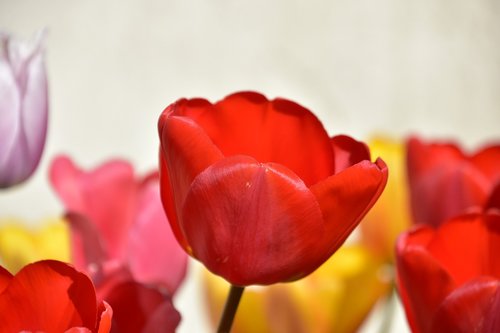 Raudona Tulpė,  Sodas,  Gėlė,  Elegantiškas