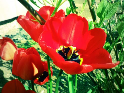 Nuotrauka,  Saulėtas,  Gėlės,  Raudonos Tulpės