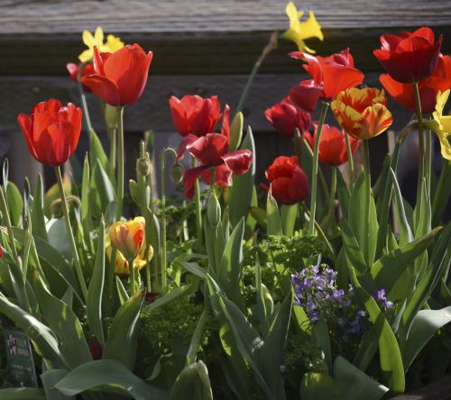 Tulpės,  Raudona,  Puodą,  Augimas,  Spalvinga,  Raudonos Tulpės