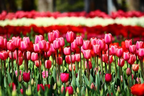 Raudonos Tulpės, Žiedai Su Tulpėmis, Tulpes, Kurios Gali Iškviesti, Konya, Pavasaris