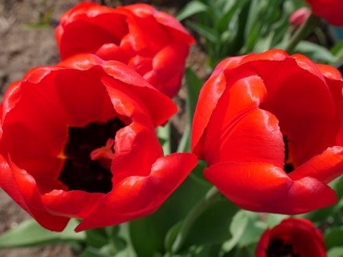 Raudonos Tulpės, Tulpės, Ryskios Spalvos, Raudonos Gėlės, Pavasaris, Raudona, Gėlės, Tulpių Laukas, Iš Arti, Atidaryti Pumpurukai