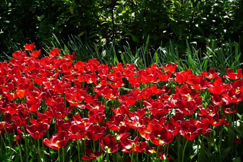 Raudonos Tulpės, Keukenhof, Gėlės