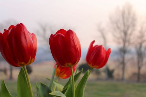 Raudonos Tulpės, Rožinis, Fonas, Medžiai, Nuostabus, Gėlės, Tulpė, Clingman Fotografija