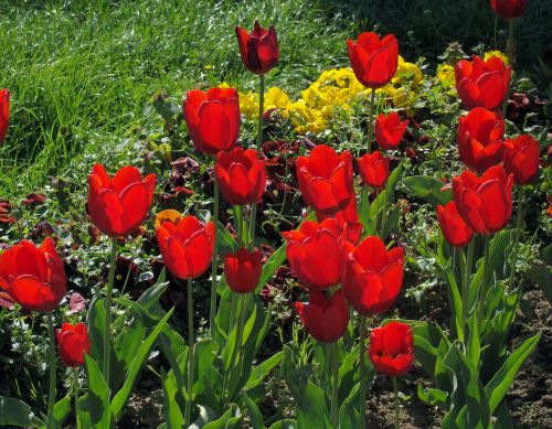 Raudonos Tulpės, Tulpės, Gėlės, Žydėti, Žiedas, Gamta, Pavasaris, Flora