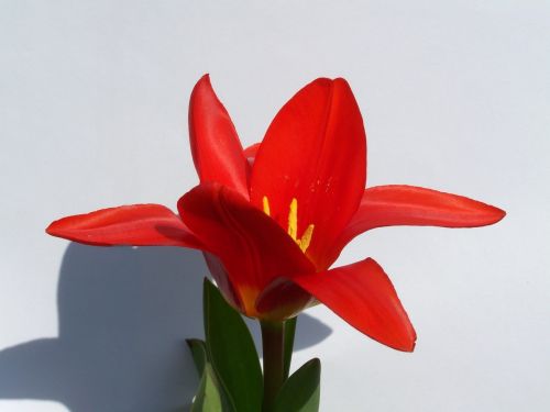 Raudonos Tulpės, Sodas, Pavasario Gėlė