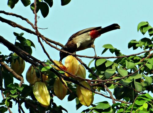 Raudonas Ventingas Bulbulas, Pycnonotus Cafer, Paukštis, Žiurkėlis Starfruit, Dharwad, Indija