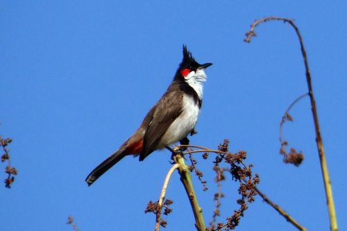 Raudonas-Blyškis, Paukštis, Pycnonotus Jocosus, Bulbul, Sepoy Bulbul, Dharwad, Indija