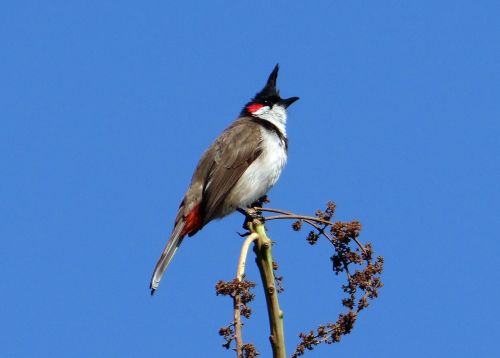 Raudonas-Blyškis, Paukštis, Pycnonotus Jocosus, Bulbul, Sepoy Bulbul, Dharwad, Indija