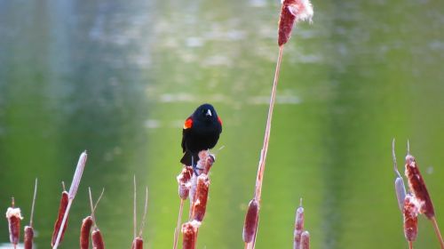 Raudona Sparnuota Juodoji Paukštis, Gamta, Pelkės, Pelkė, Pavasaris, Britų Kolumbija, Bjaurus