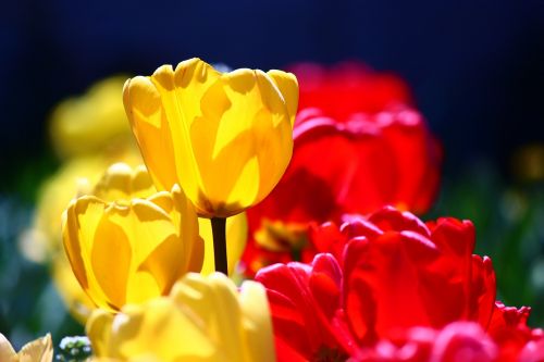 Raudonai Geltonos Spalvos Tulpės, Konditerijos Gaminiai, Pavasaris, Tulpės, Konya