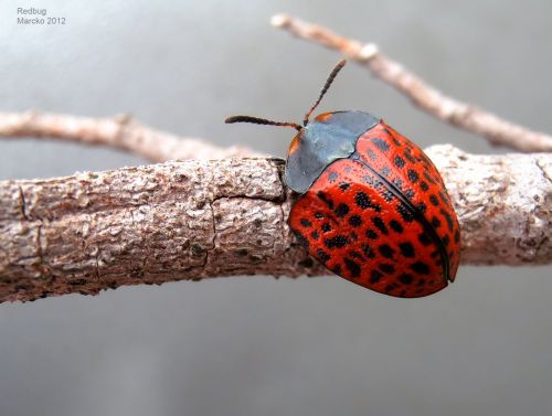 Vabalas,  Vichada,  Coleoptera,  Kolumbija,  Redbug