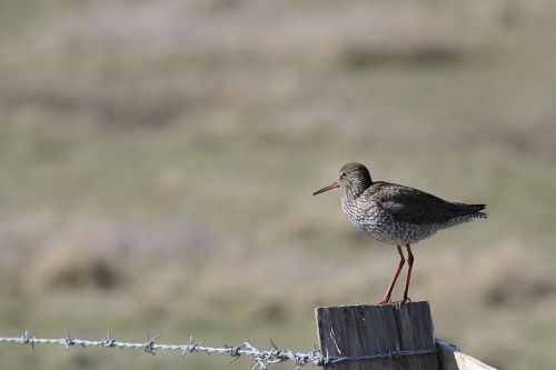 Redshank, Seevogel, Nordfriesland