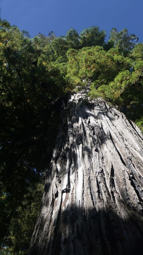 Redwood, Kalifornija, Sekvijų Medžiai