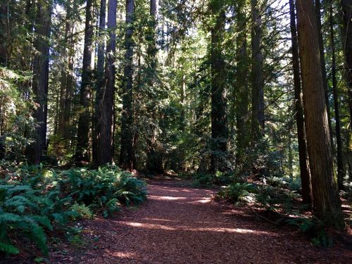 Redwood, Kelias, Gamta, Miškai, Senovės, Kalifornija