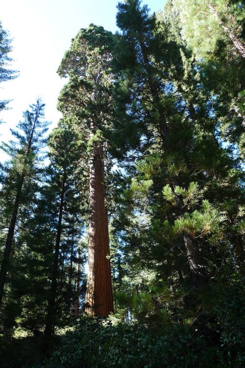 Redwood, Medis, Gamta, Miškas, Mediena, Sekvija, Kalifornija, Aukštas