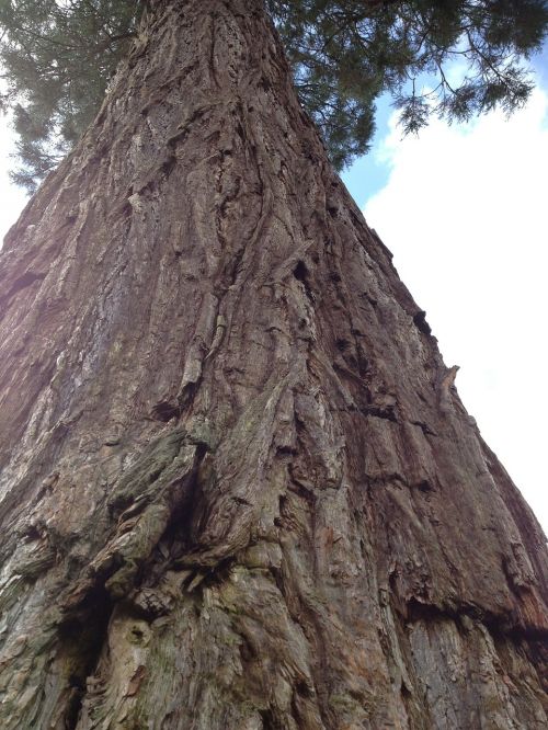 Redwood, Sekvija, Aukštas Medis, Medžio Žievė, Grubus
