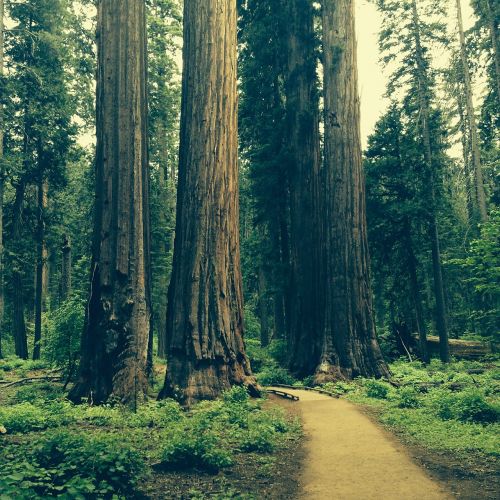 Redwood, Medis, Giraitė, Natūralus, Nacionalinis, Peizažas