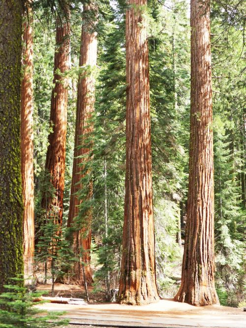 Redwood,  Medžiai,  Nacionalinis,  Parkas,  Amerikietis,  Milžiniškas,  Bagažinė