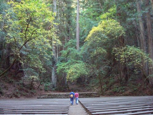 Redwoods, Amfiteatras, Miškas, Akmuo, Didingas, Gamta, Miškai, Žygiai