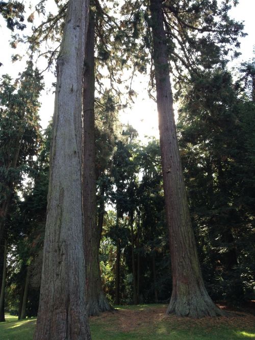 Redwoods, Sekvija, Raudonmedžio Medžiai, Miškas, Milžinas Raudonmedis, Mamutas Medis
