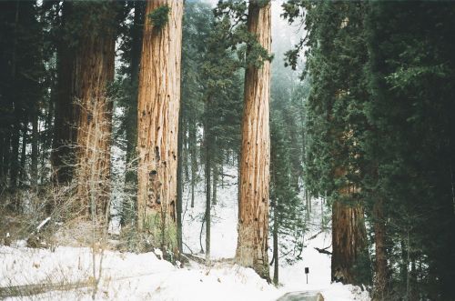 Redwoods, Medžiai, Aukštas, Miškas, Kalifornija, Sekvija, Milžinas Raudonmedis, Usa, Grunge, Amerikietis, Visžalis, Dykuma, Gamta, Milžiniškas, Mediena, Miškai, Sniegas, Šaltas, Filialai, Medžių Kamienus, Žievė