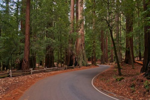 Redwoods, Miškas, Medžiai, Kelias, Nacionalinis Parkas, Usa, Amerikietis