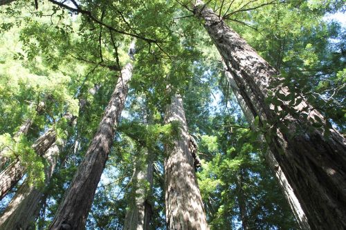 Redwoods, Medžiai, Natūralus, Miškas, Lauke, Gamta, Milžiniški Medžiai, Žalias