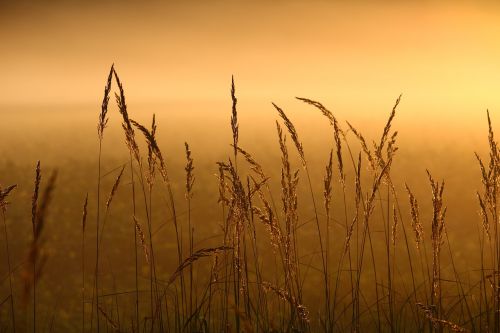 Nendrė, Žolė, Rūkas, Saulėtekis, Žolės, Šviesa, Morgenstimmung, Nuotaika, Pieva