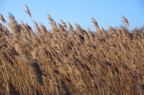 Nendrė, Šviesa, Žolė, Gamta, Kraštovaizdis, Auksinis, Gražus