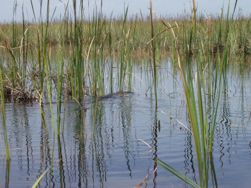 Nendrė, Pelkė, Vanduo, Skubėti, Everglades, Bankas, Žolės, Augalas, Gamta