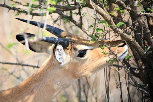 Reedbuck, Kruger Parkas, Pietų Afrika, Gamta, Laukinė Gamta