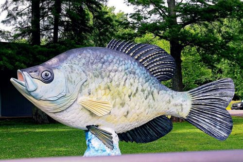 Reelfoot, Ežeras, Žuvis, Crappie, Statula