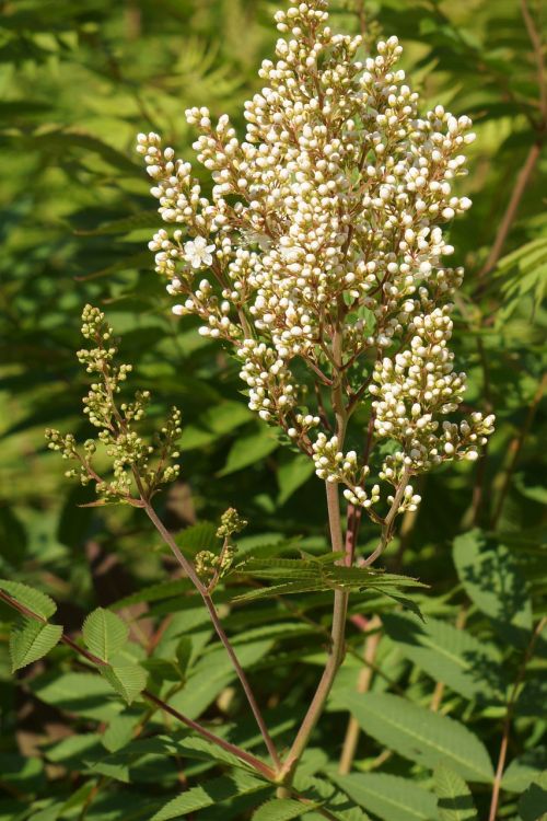 Nurodo Rowan-Angervo, Sorbėja Sorbifolia, Žiedyno Pumpurai, Balta