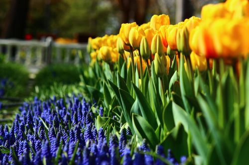Įprasti Tulpės, Pavasaris, Konya, Tulpės