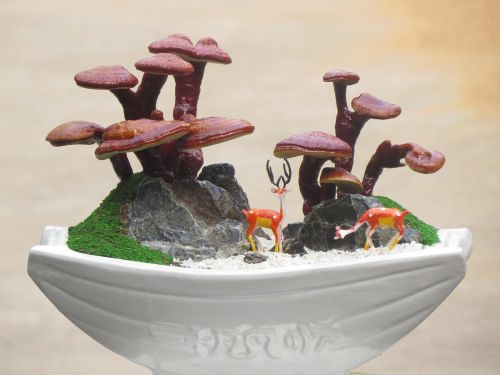 Reishi Kraštovaizdis, Ganoderma Lucidum Žemės Sklypas, Miniatures Ganoderma, Ganoderma Bon Sai