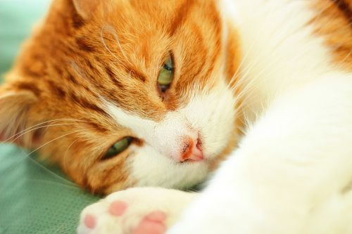 Katė,  Atsipalaidavęs,  Miega,  Oranžinė,  Raudona,  Atsipalaidavusi Miega Katė